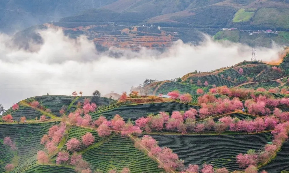 Sapa En Primavera