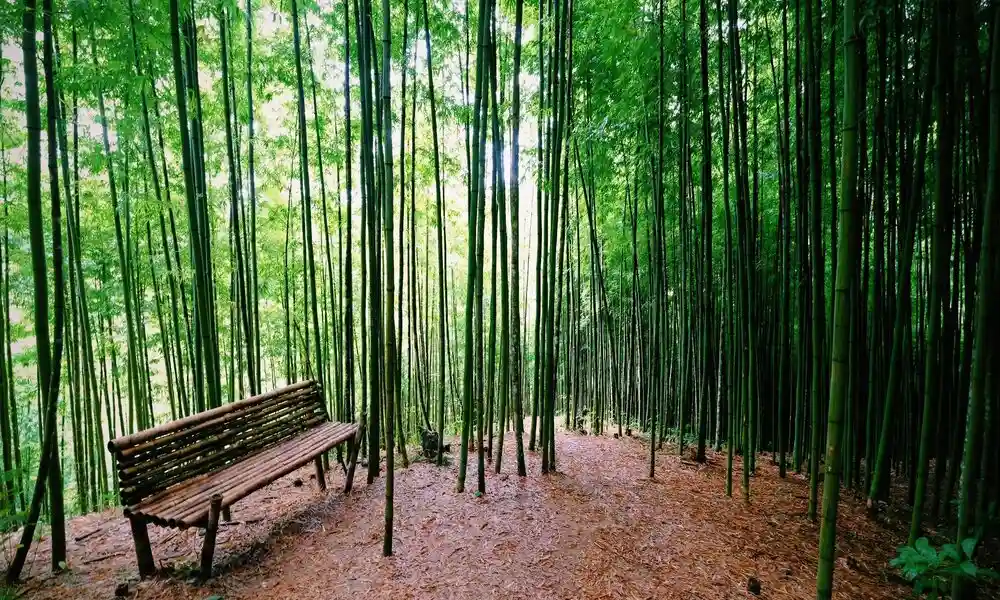 Bosque De Bambú En Pueblo De Na Hang Tua