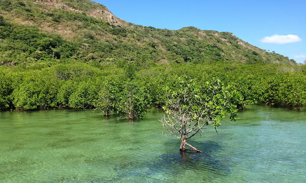 La Naturaleza En Con Dao