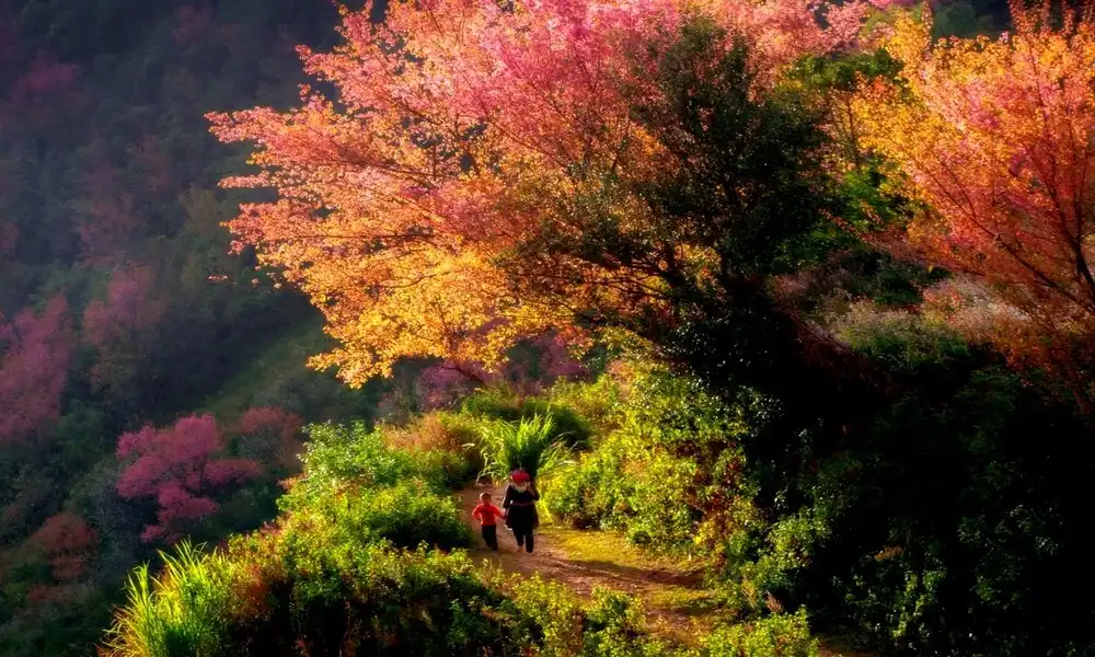 Mu Cang Chai En Diciembre