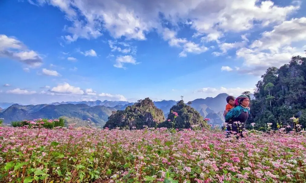 Temporada De Flores De Trigo Sarraceno De Ha Giang